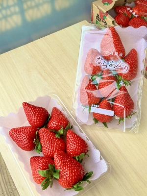 ならあかり大きいサイズ　２パック入り