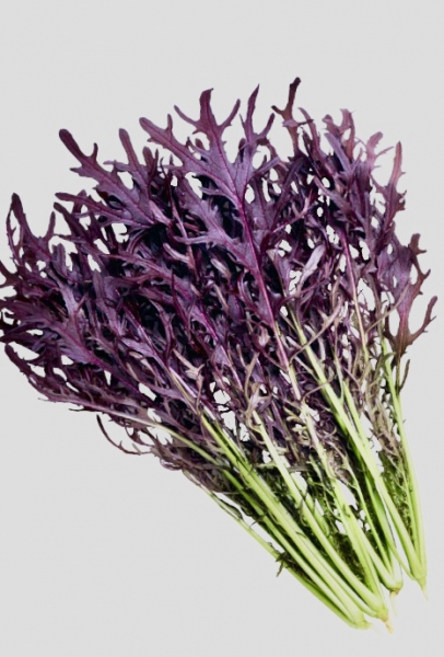 コーラルリーフフェザー(サラダからし菜)